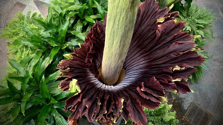 corpse flower from above