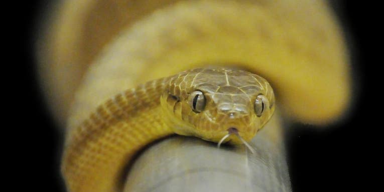 These snakes wiggle up smooth poles by turning their bodies into ‘lassoes’