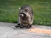 An angry raccoon near some corn on a concrete paver next to a lawn.