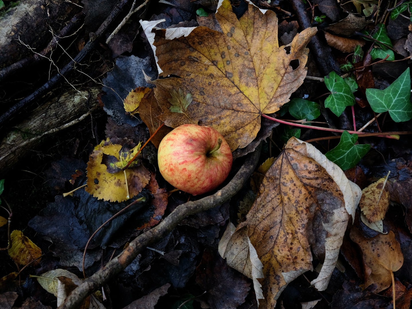 An apple on the ground in the forest, surrounded by fallen leaves.