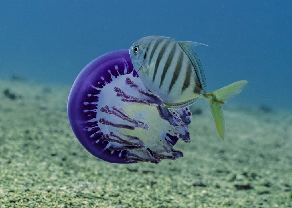fish in jellyfish