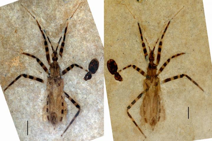 assasin bug preserved fossil