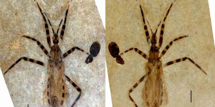 Feast your eyes on this 50-million-year-old assassin bug and its exquisite genitalia