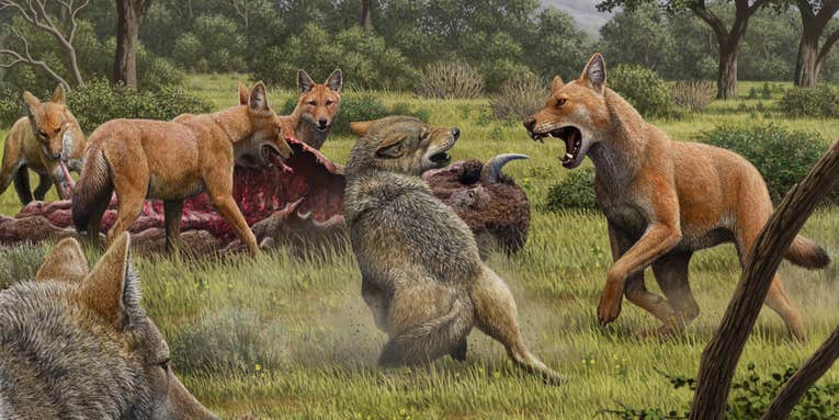Dire wolves are actually ice age mega-foxes