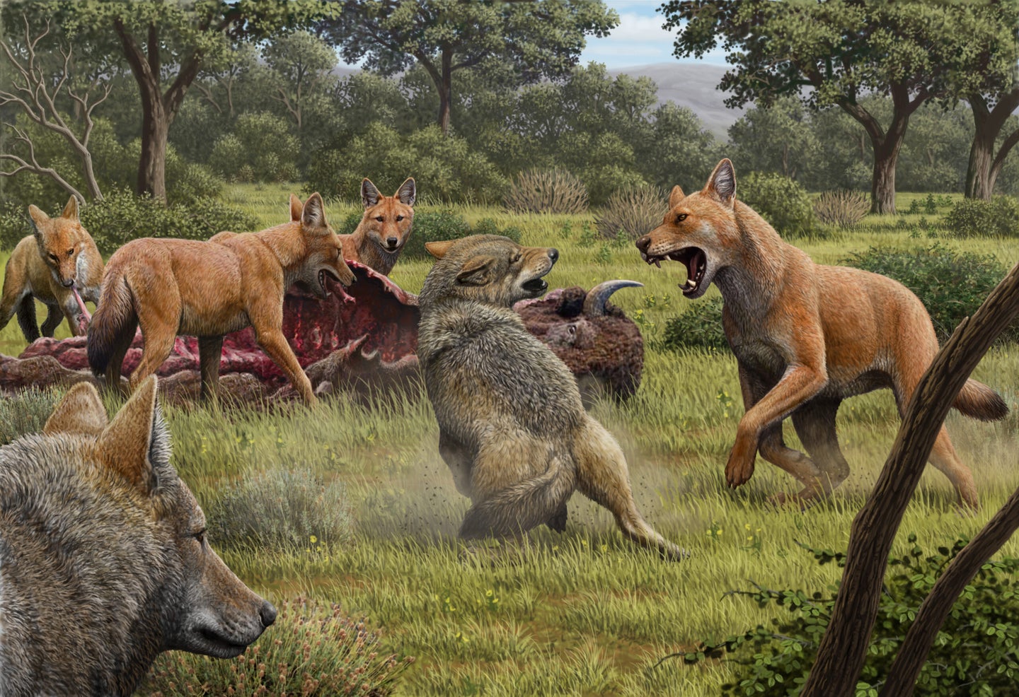 Dire wolves attacking prey and fighting off gray wolves.