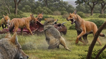 Dire wolves attacking prey and fighting off gray wolves.