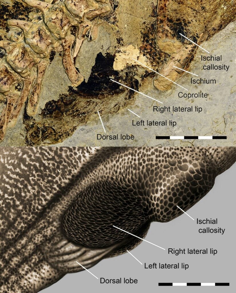 close of up Psittacosaurus cloaca