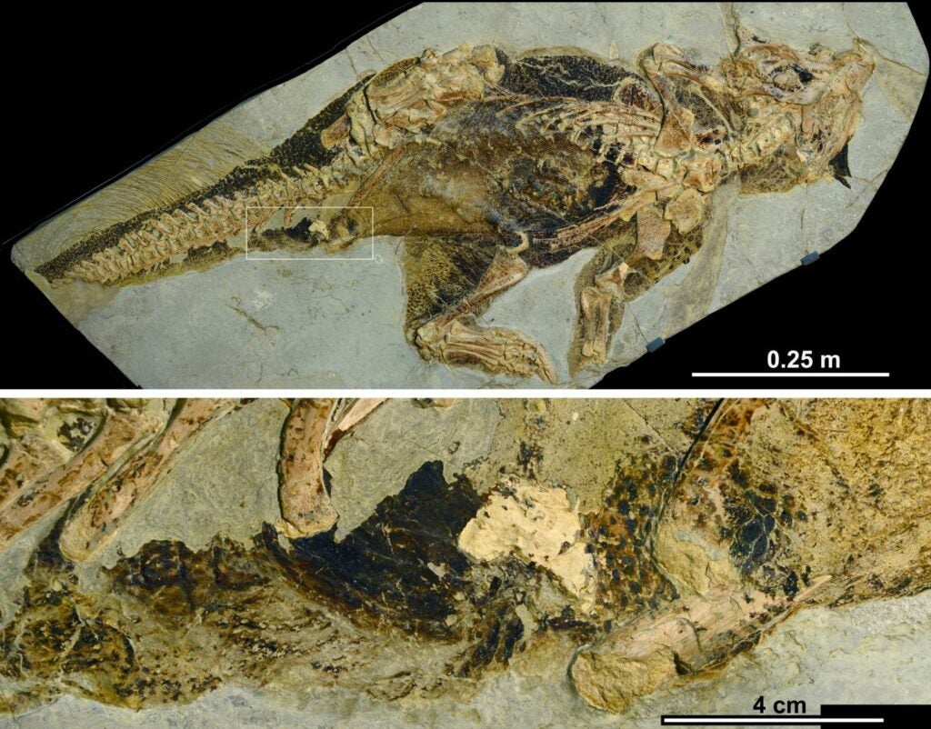 Psittacosaurus specimen from Senckenberg museum of Natural History