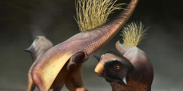 This fossilized butthole gives us a rare window into dinosaur sex