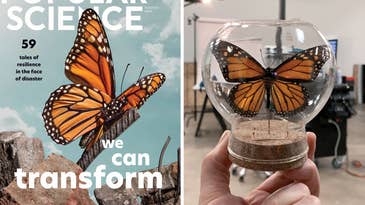 The meaning behind the monarch butterfly on PopSci’s latest cover
