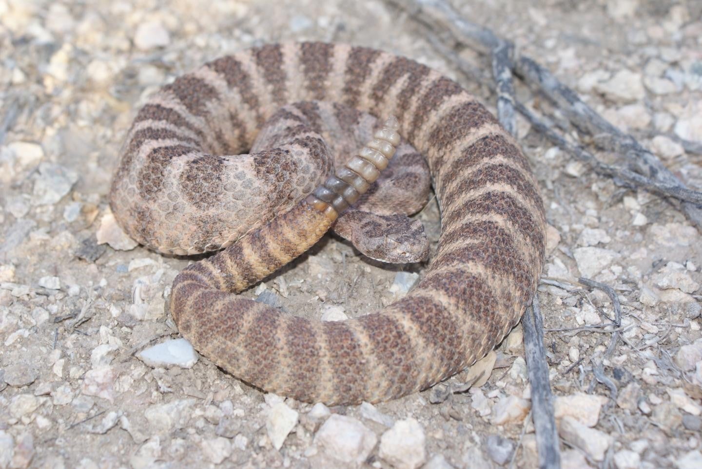 a tiger rattlesnake coiled up