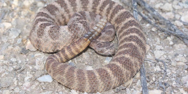 Rattlesnake venom is lethal, but understanding it could save lives