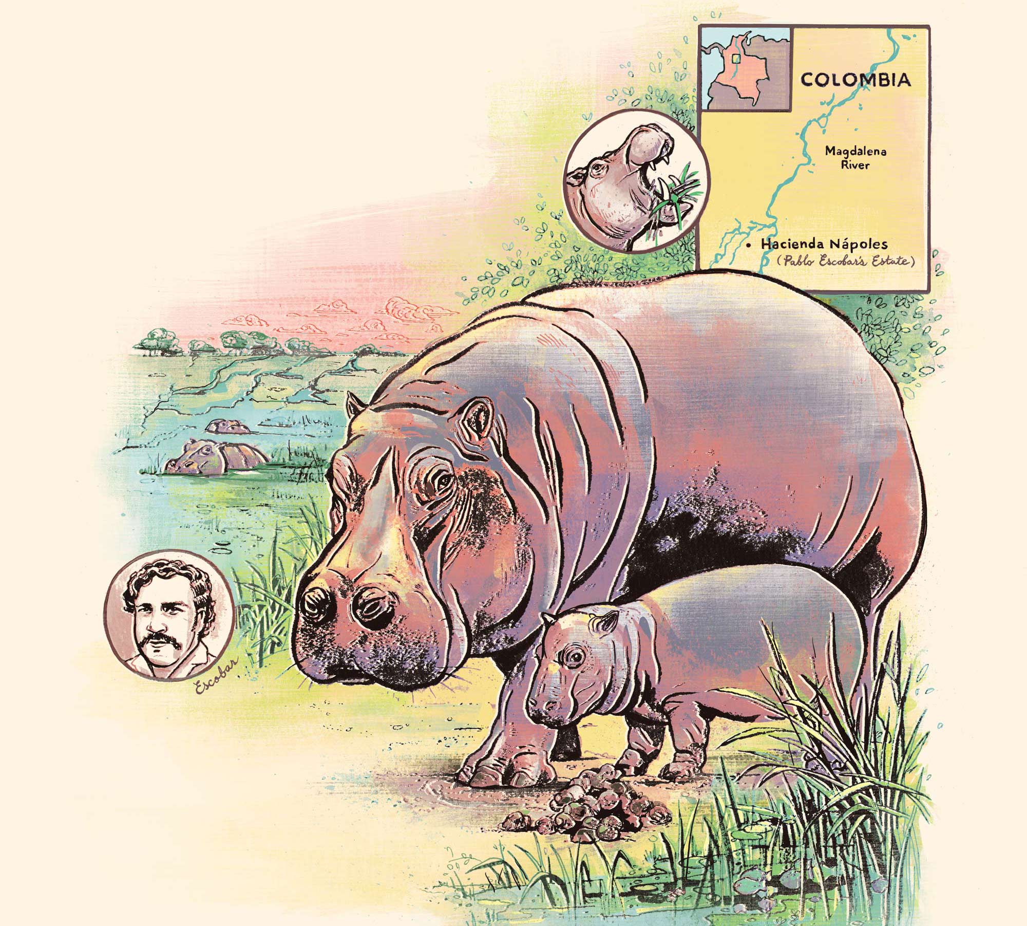 Jacqueline Oakley hippo illustration