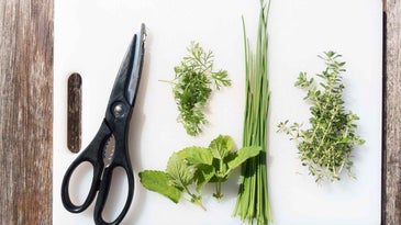 Kitchen scissors and herbs