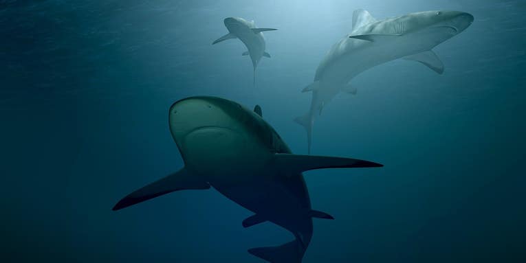 Sharks and rays are far less abundant in the world’s oceans than 50 years ago