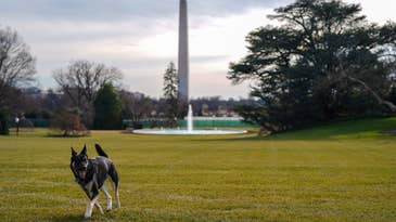 Dogs can make stressful workplaces better for people. Even the White House.