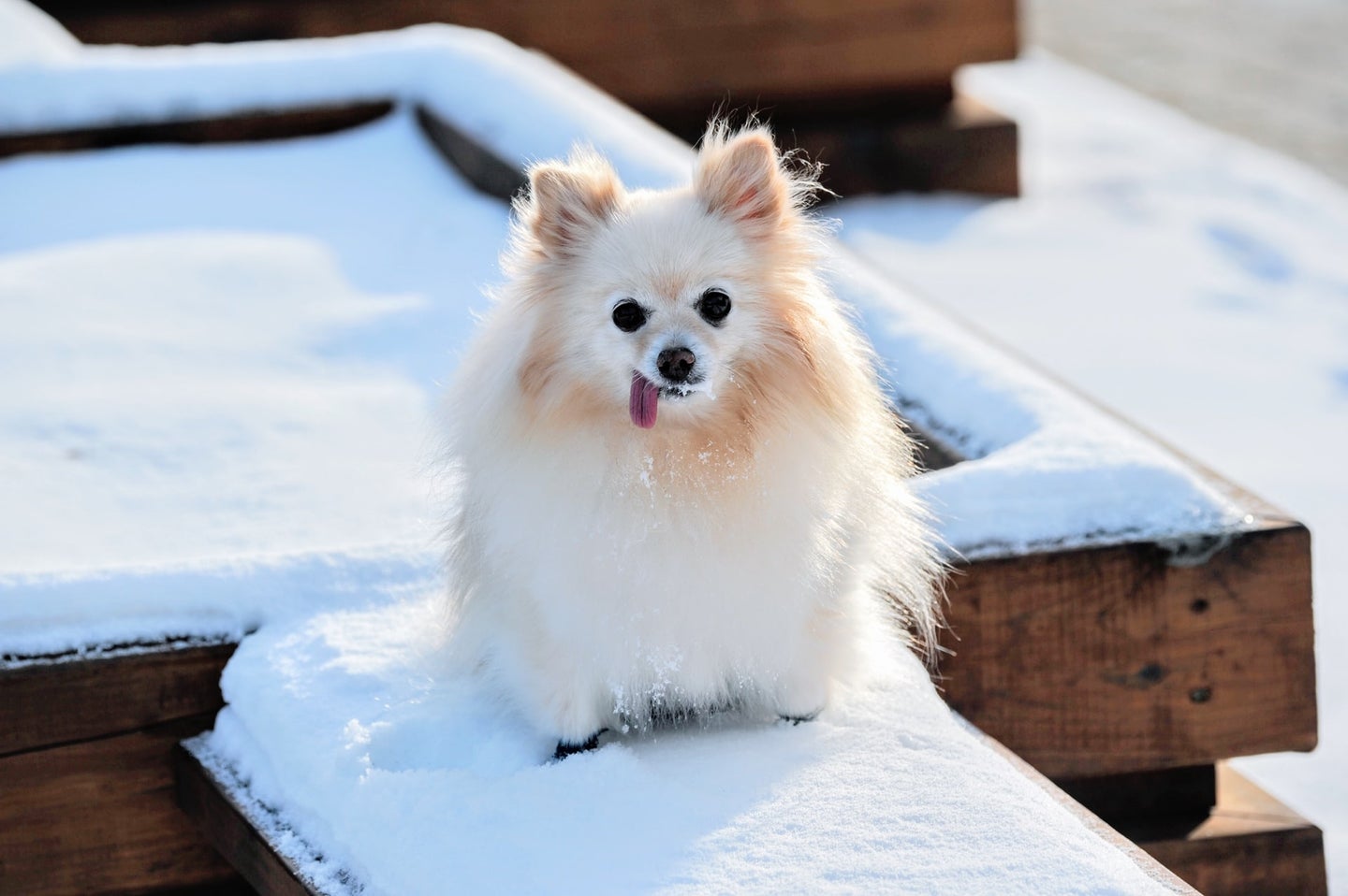 A white Pomeranian on a snowy ledge with its tongue stuck out
