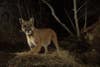 Mountain lions are flourishing in Los Angeles and the Santa Monica mountain range.