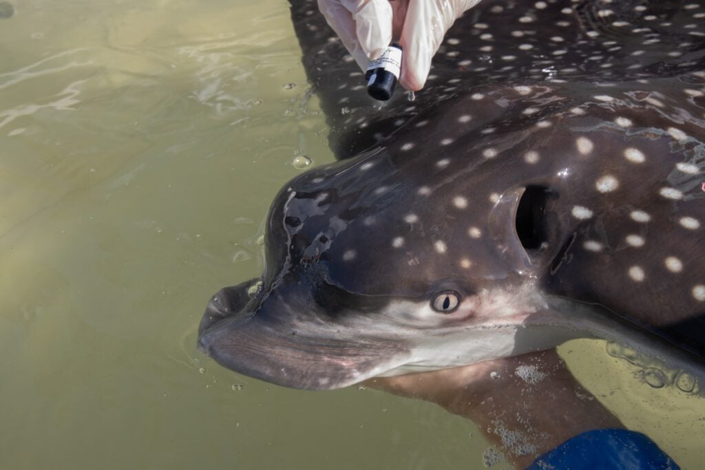 A spotted eagle ray caught in a marine biologist's hands