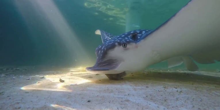 Listen to the soothing sounds of a snacking stingray