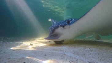 A captive spotted eagle ray feeding on mollusks in a tank
