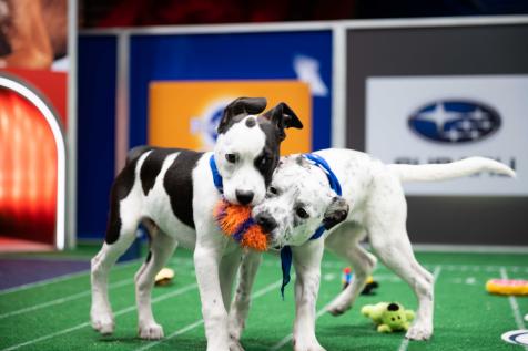 Two black and white puppies fighting over a toy on the Puppy Bowl field