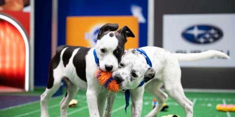 Doggie DNA tests help predict the breeds that will be Puppy Bowl MVPs