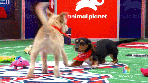 Puppies playing football at the Puppy Bowl
