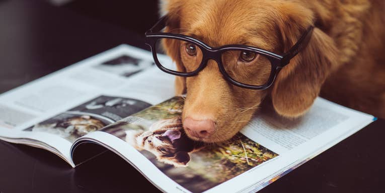 Is your dog actually smart? Depends on its memory.