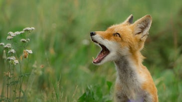 What does the red fox say?