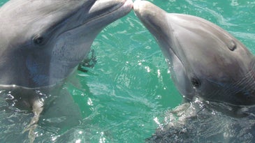 dolphins touching noses