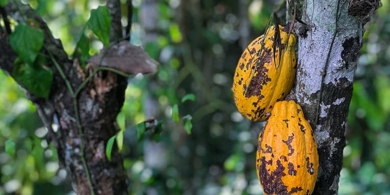 Cacao growers are bugging out about our chocolate supply