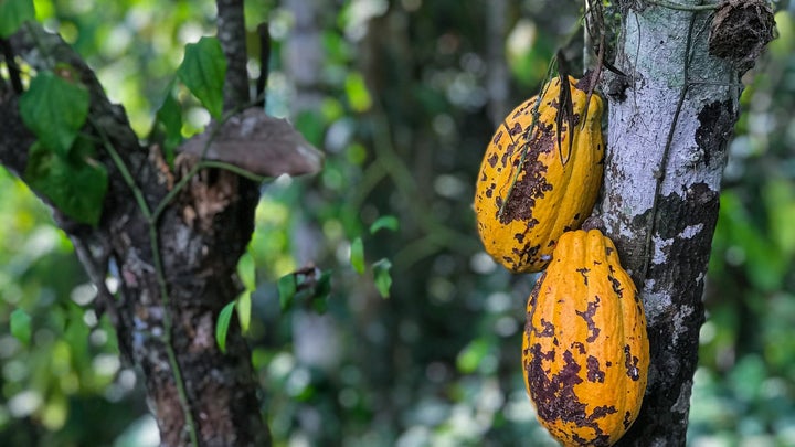 A mature cacao tree with the unripe fruits that are used to make chocolate