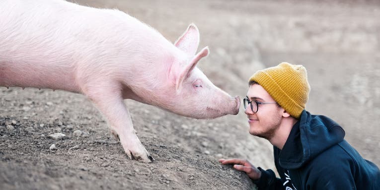Pigs can play video games. Here’s why that matters.