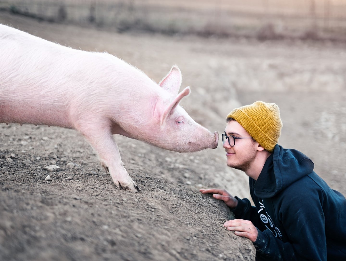 A pink pig nuzzling a person in glasses and a yellow beanie