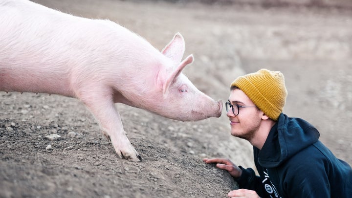 A pink pig nuzzling a person in glasses and a yellow beanie