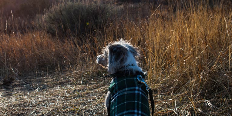The best dog coats of 2024