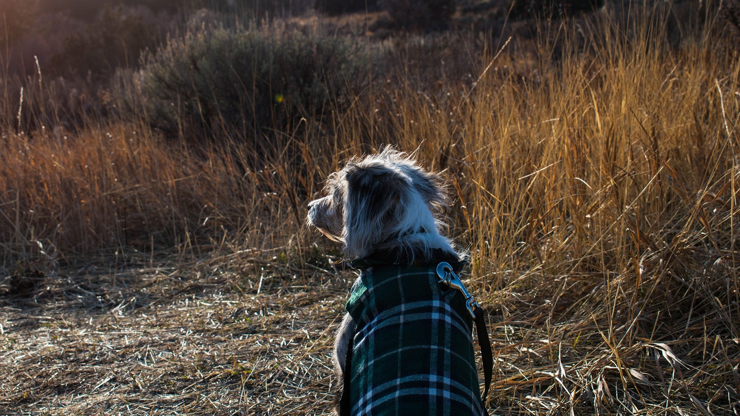small dog in a plaid dog jacket in a corn field