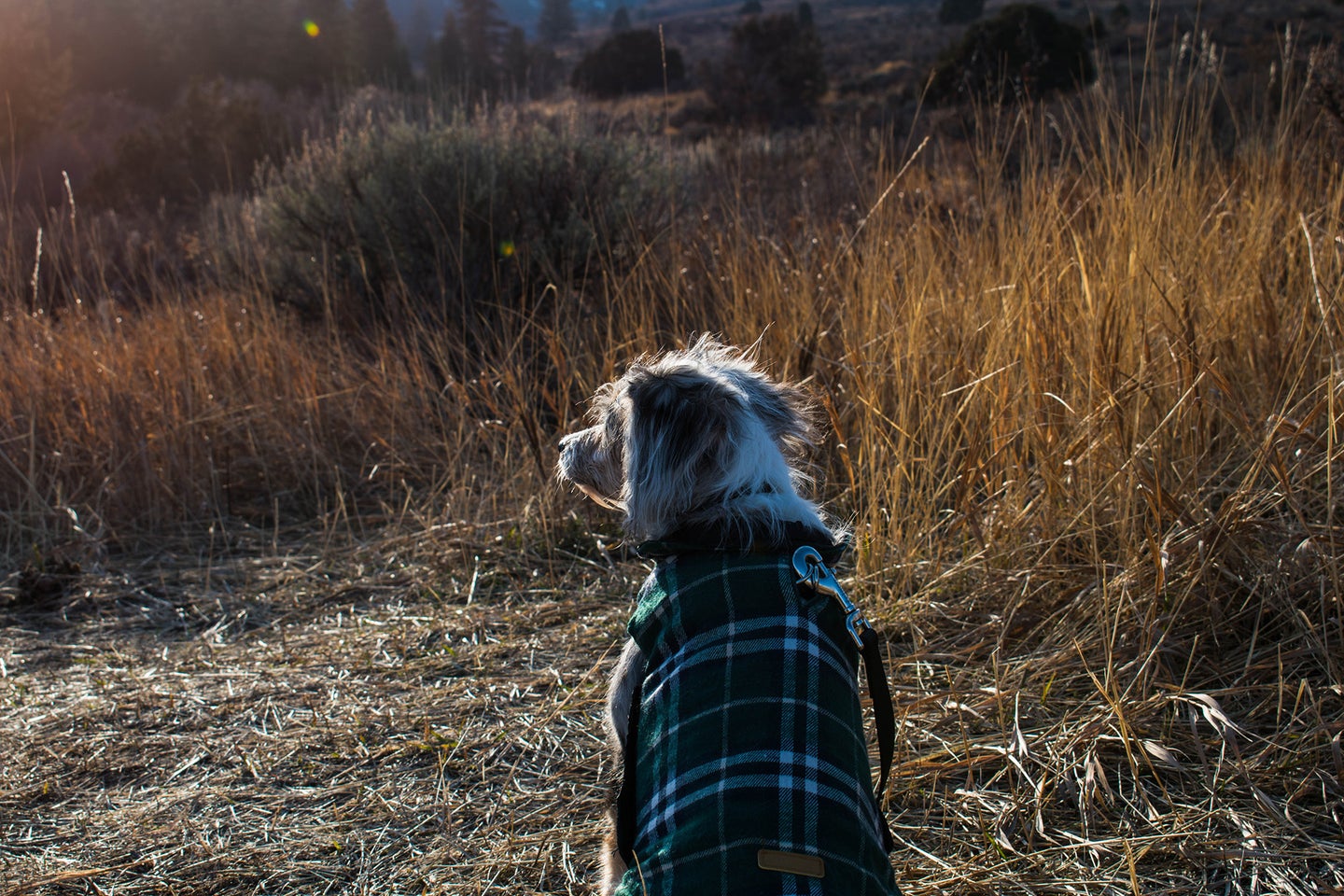 small dog in a plaid dog jacket in a corn field