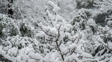 snow on tree branches in texas