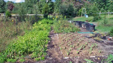 Start planning now for a healthy crop of homegrown food