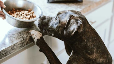 Dog food bowls that will please any pooch