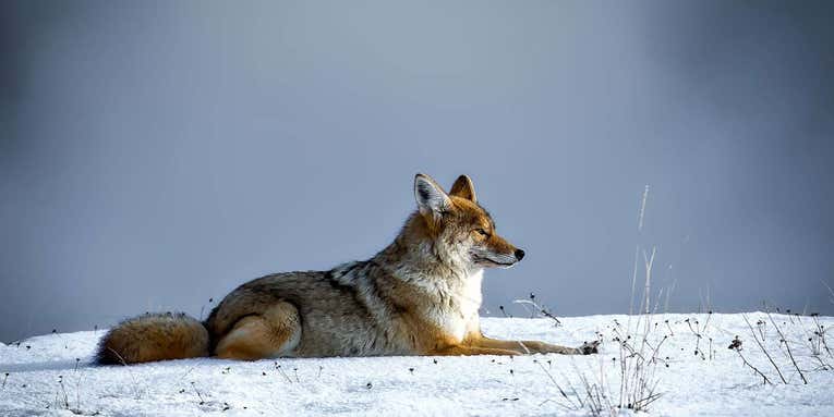 Eastern coyotes are increasingly common—here are 5 facts to know about them