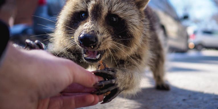 Americans spend millions of dollars on rabies treatments each year. They don’t have to.