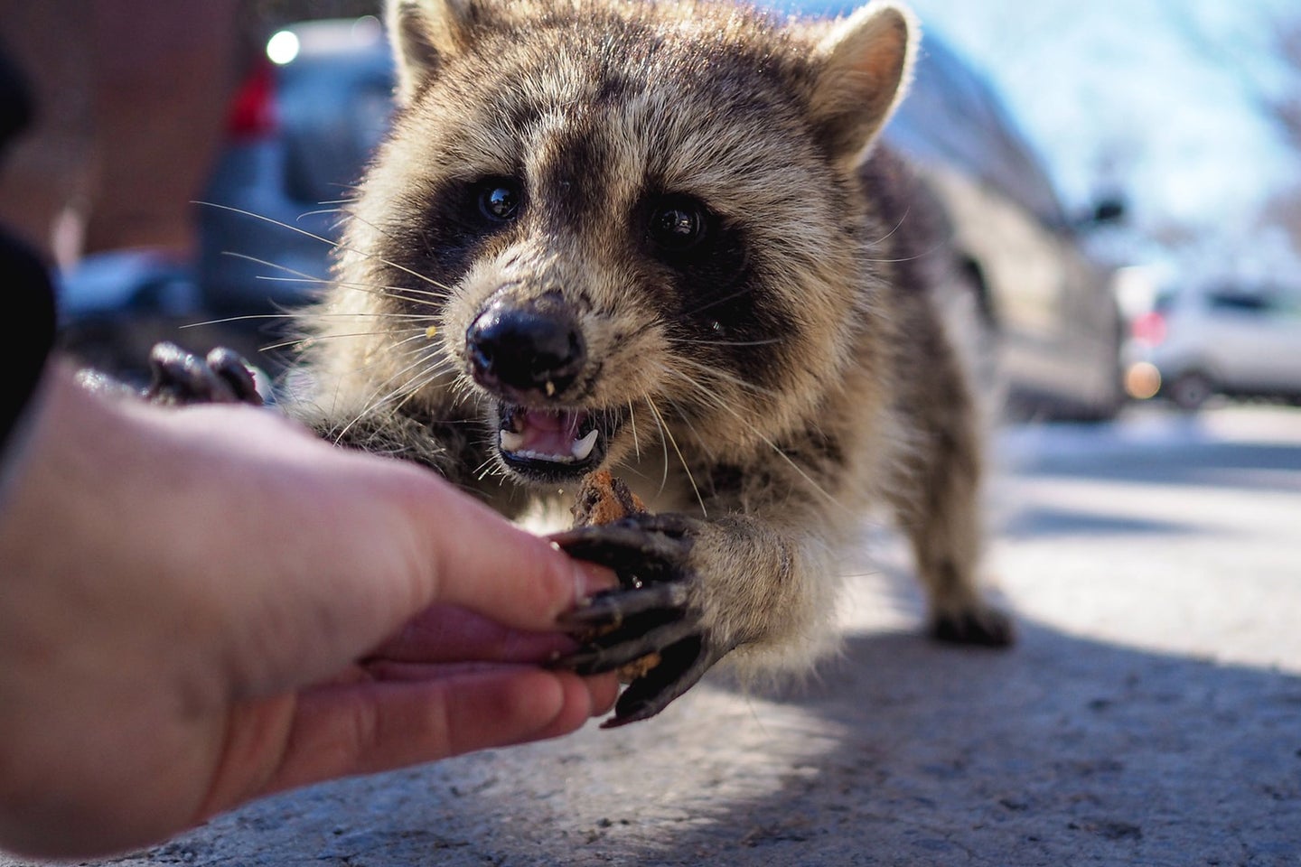 person giving food to a racoon