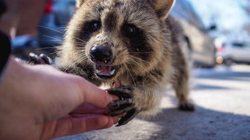 Americans spend millions of dollars on rabies treatments each year. They don’t have to.