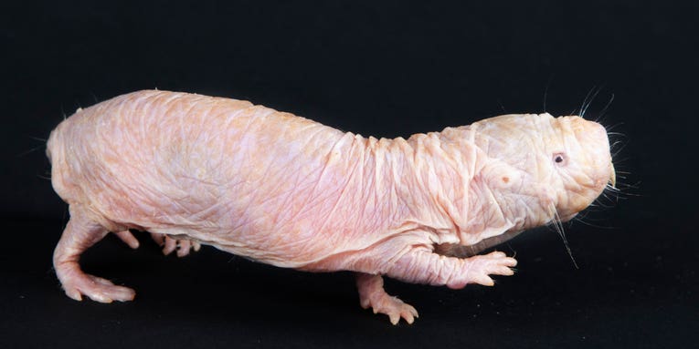 Like humans, naked mole-rats have regional accents