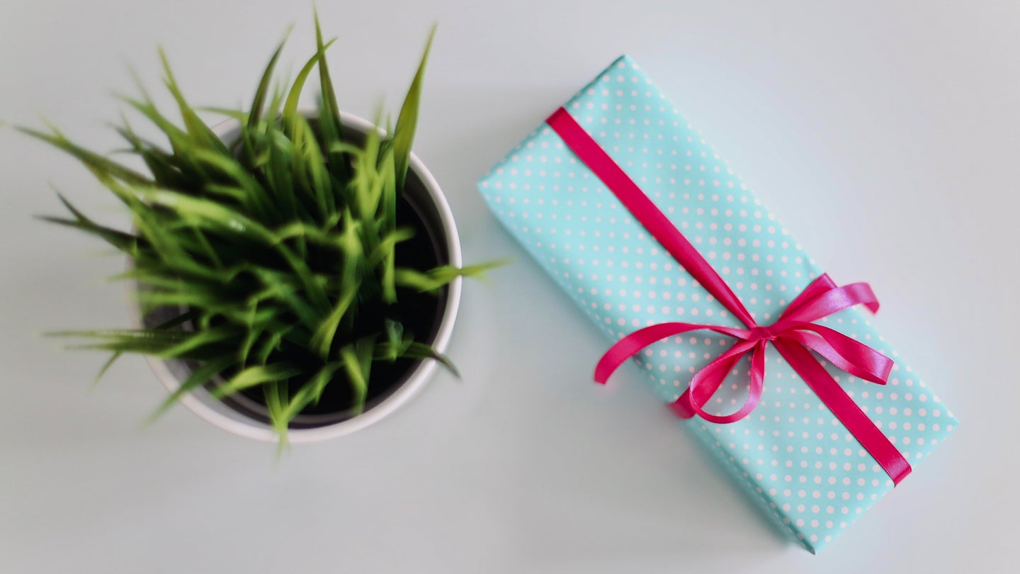 plant and a gift with blue wrapping paper and a pink ribbon
