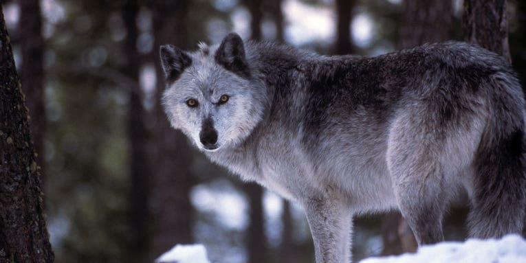 Wisconsin hunters have already killed more gray wolves than allowed