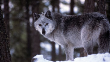 wisconsin wolf hunt